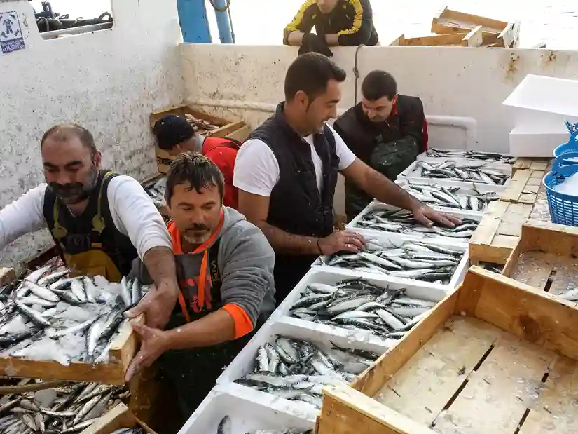Trabajadores de la lonja de Vigo seleccionando y clasificando pescado fresco